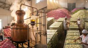 Toneladas de pétalas para um litro de essência e meses de maturação: é assim que a arte da perfumaria cria as fragrâncias mais desejadas