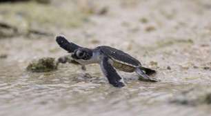 7 vitórias para o clima e a natureza em 2025