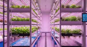 Milhares de luzes LED e 95% menos água que o campo: é assim que a engenharia cultiva alimentos frescos dentro das grandes cidades