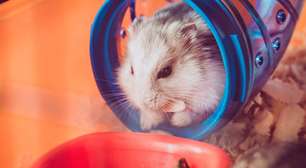 Hamster em casa: guia completo para iniciantes