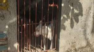 Idoso é socorrido em estado grave após ser atacado por 2 pitbull no interior de SP