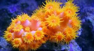 Coral-Sol: o invasor silencioso que está transformando o litoral brasileiro