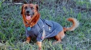 Vira-lata que entrou em batalhão da PM para fugir de chuva vira fenômeno nas redes