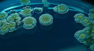 Descobrimos o calcanhar de Aquiles do fungo mais temido nos hospitais, e isso nos dá esperança