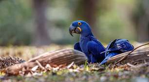 Arara azul do Brasil, extinta na natureza há 25 anos, volta a nascer em cativeiro