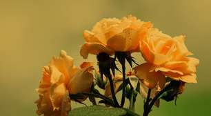 Pesquisa atesta que rosas não têm espinhos; saiba o que espeta a gente