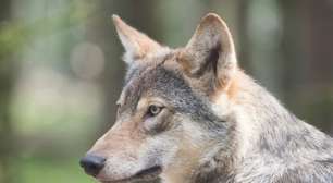 Parasita transmitido por felinos afeta mente de lobos