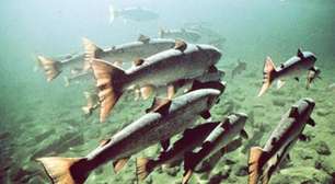 25 avanços reais de 2025 que dão motivos científicos para acreditar num futuro melhor