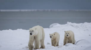 Você sabia que ursos polares podem adotar? Veja o registro inédito que surpreendeu biólogos
