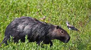 Convivência pacífica: capivaras desafiam lógica e escapam da mira dos jacarés