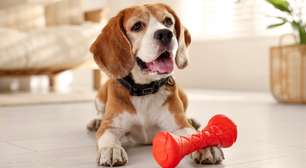 Ano Novo sem estresse: rituais para acalmar o pet