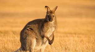 Cangurus: 7 curiosidades interessantes sobre esses animais