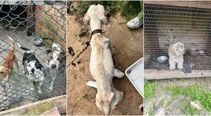 Autoridades investigam denúncia de abandono e maus-tratos contra cães em Osório