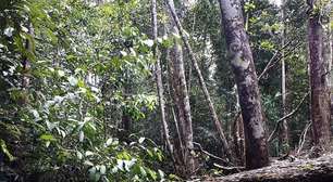 'Buracos misteriosos' chamam atenção na Amazônia