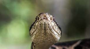 Quais são e onde habitam as cobras mais venenosas do Brasil