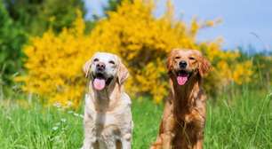 Cachorros de grande porte: 7 curiosidades que você precisa conhecer