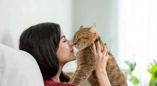 7 dicas para tornar o gato mais sociável