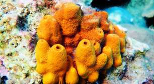 O animal mais antigo do mundo vive ainda hoje nos oceanos