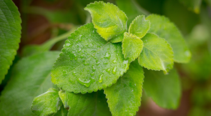 Banho de boldo para limpar a aura pós-Réveillon