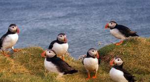 Resgate de papagaio-do-mar na Islândia: o que se sabe sobre hábito de arremessar as aves?