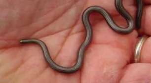 Menor cobra do planeta é 'redescoberta' em Barbados