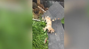 Proprietário é preso suspeito de matar cachorro da inquilina após invadir residência em Passo Fundo