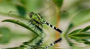 Libélulas: as guardiãs da água limpa e caçadoras precisas