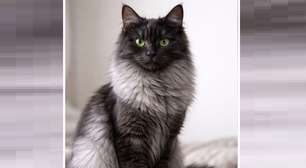 Uma nova raça? O que é um gato Salmiak?