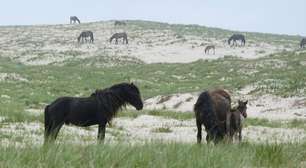 Cavalos selvagens com habilidades 'únicas' vivem em iIlha isolada no meio do Atlântico Norte; veja!