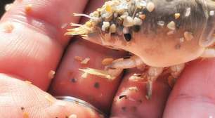 O declínio do tatuí: um alerta para nossas praias