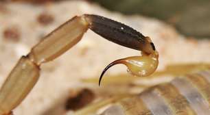 O veneno mais caro do mundo: por que uma gota vale 130 dólares