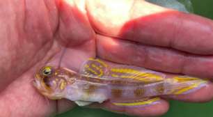 Você não vai acreditar na aparência deste peixe: ele existe de verdade e acaba de virar um Saiyajin oficial