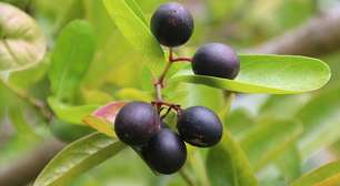 A erva sagrada que é indicada até pelo SUS para constipação intestinal