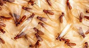 Veja dicas para proteger sua casa dos cupins