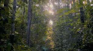 Veja como a palma amplia a bioenergia e protege a floresta