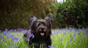 4 características do cachorro da raça skye terrier