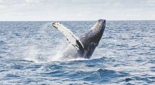 Um estudo americano demonstra que os humanos poderiam viver até 200 anos se o método proposto por eles fosse aplicado: o DNA de baleia