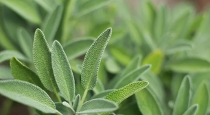 Muita gente tem essa planta no quintal, mas não sabe do seu poder: erva turbina a memória e reduz as ondas de calor