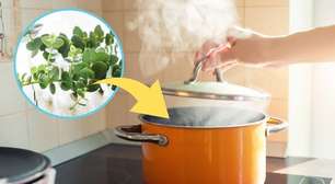 Ferver essa erva anti-inflamatória em casa melhora a respiração e diminui até o estresse