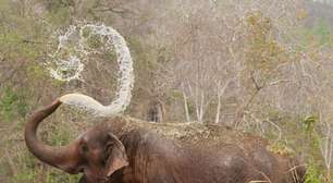 Mato Grosso suspende autorização para santuário receber novos elefantes; entenda