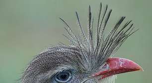 Animais com cristas: surpreenda-se com diferentes tipos e funções