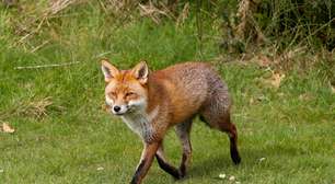 7 curiosidades interessantes sobre as raposas