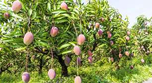 Mangueira e eucalipto: por que evitar essas árvores perto da sua casa