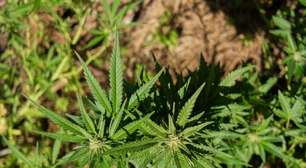 Achávamos que sabíamos tudo sobre a cannabis, mas estávamos errados: a descoberta sobre a origem secreta do THC que muda a medicina
