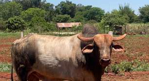Polícia procura por touro avaliado em R$ 50 mil no Mato Grosso do Sul