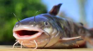 Invasão de bagres: por que a presença de peixes perto da praia preocupa banhistas