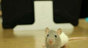 Experimentos com animais: a ciência ainda não tem um plano B