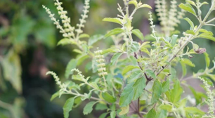 A erva sagrada que ajuda você a dormir, reduz o estresse, protege suas gengivas e alivia todas as dores no corpo