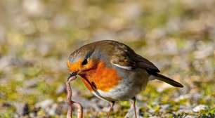 Aves urbanas mudaram de aparência durante a pandemia; entenda