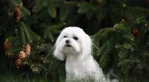 Dose de fofura: 7 raças de cachorro pequenas e brancas